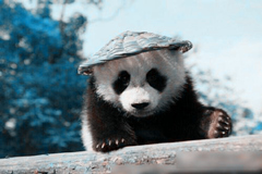 Panda, un “ermitaño ” adorable
