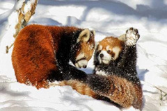 Pandas rojos jugando en la nieve