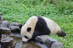 Un panda bebiendo agua