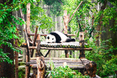 Un panda cansado