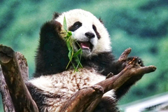 Un panda comiendo el bambú