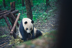 Un panda en Chengdu