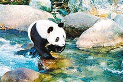 Un panda en estado salvaje