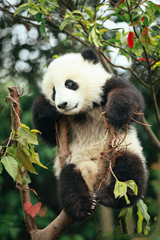 Un panda en la base de Chengdu