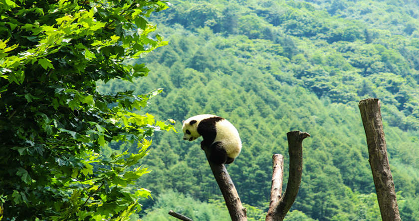 Un panda en una reserva natural de Sichuan