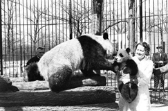 Un panda gigante en el siglo pasado