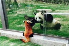 Un panda gignate y un panda rojo