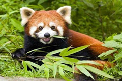 Un panda rojo comiendo el bambú