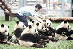 Un personal cuidando los pandas traslados de Wolong