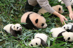 Un personal cuidando los pandas