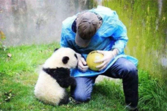 Un voluntario cuidando el panda