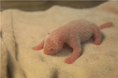 Una cría de panda al nacer