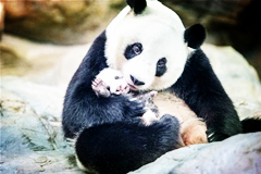 Una panda cuidando su bebé 