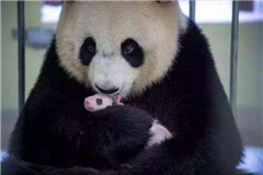 Una panda mamá con su cría