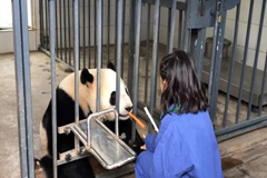 Una voluntaria dando comidad a un panda