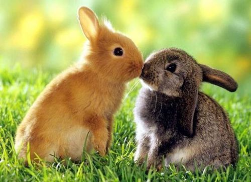 los conejos pueden tener buena relación con sus parejas
