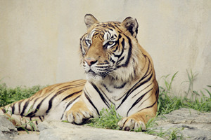 tigre leal.jpg