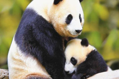 Un panda bebé con su mamá