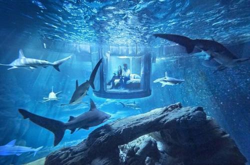 Shark Town，Beijing Aquarium