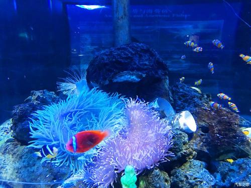 Clownfish，Beijing Blue Zoo