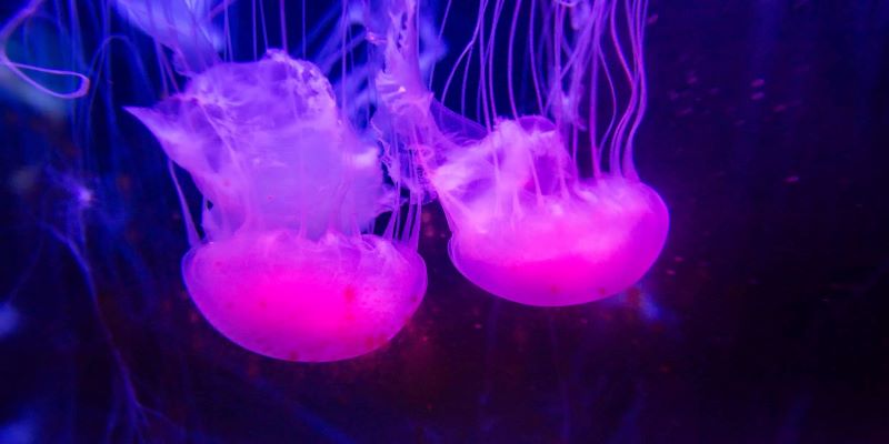 Jellyfish Exhibition, Beijing Blue Zoo