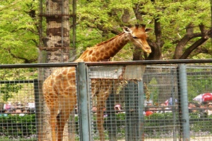 Giraffe Hall， Beijing Zoo