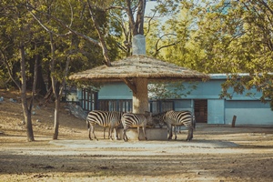The Zebra, Beijing Zoo