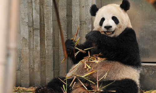 Chengdu-Research-Base-of-Giant-Panda-Breeding
