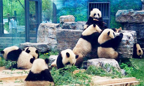 panda-house