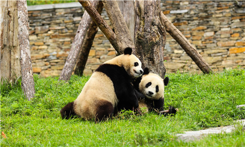  Sichuan-Research-Base-of-Giant-Panda-Breeding