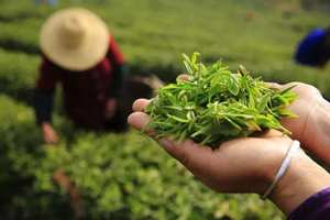 Lushan Yunwu Tea，Green Tea