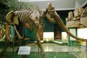  Paleontological Fossils,Gansu Provincial Museum