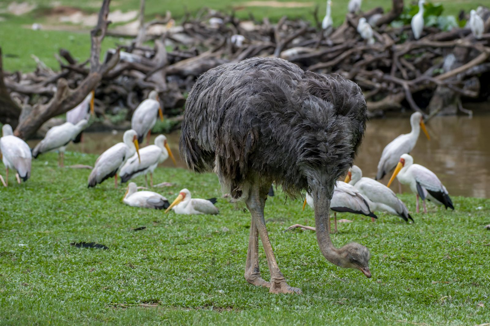 Ostrich，Chimelong Safari Park