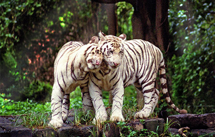 White Tigers，Chimelong Safari Park