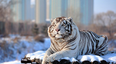 Snow Tigers,The Siberian Tiger Park