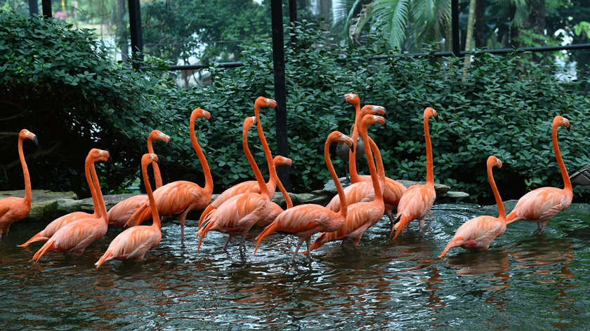 The Flamingo,Hong Kong Zoological and Botanical Gardens