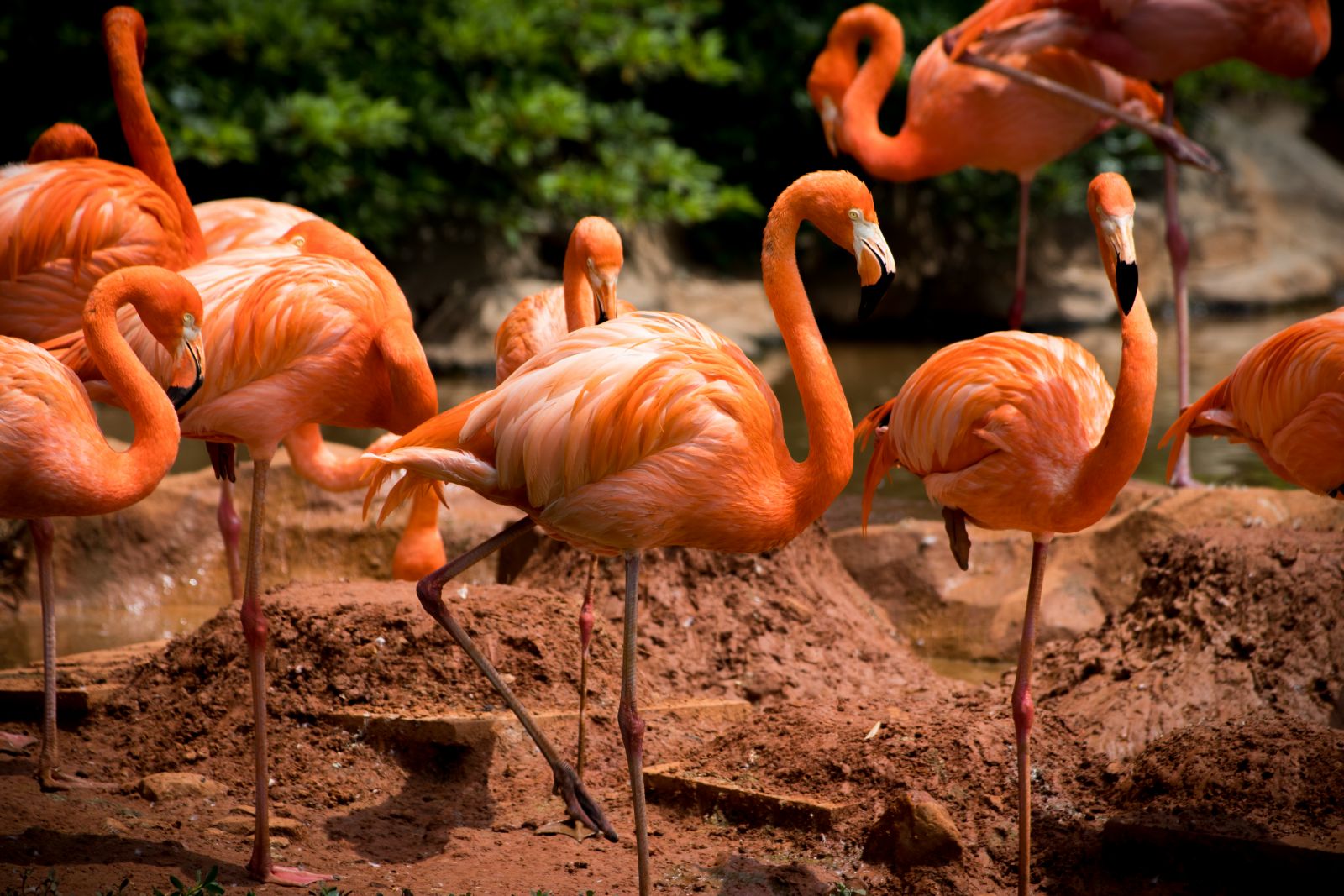 Flamingoes，Wuhan Zoo