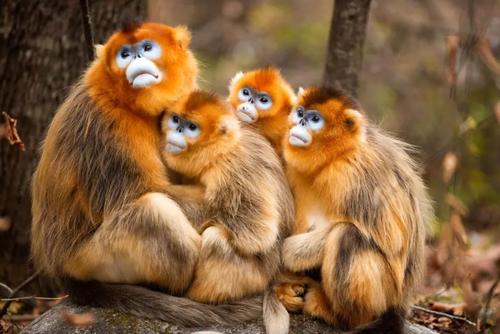 Golden Monkeys，Wuhan Zoo
