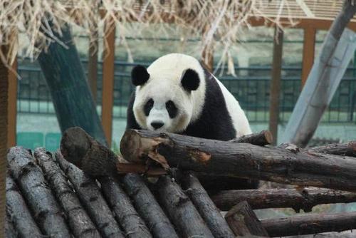 Cute Panda，Wuhan Zoo