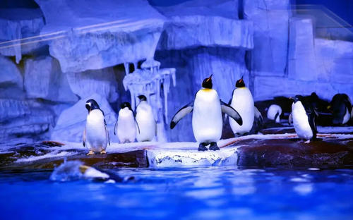 Penguins，Wuhan Zoo