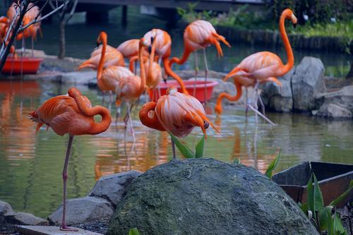 The Wetland Bird Zone，Wuhan Zoo