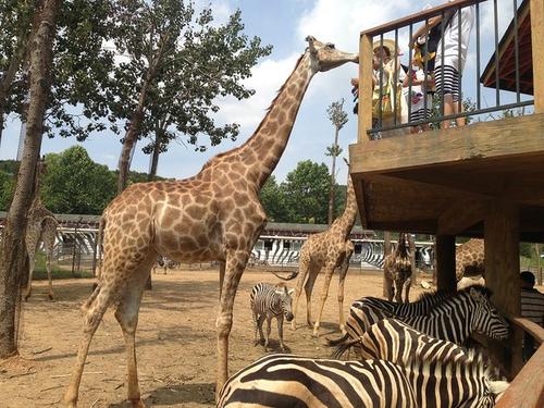 Giraffes，Dalian Forest Zoo