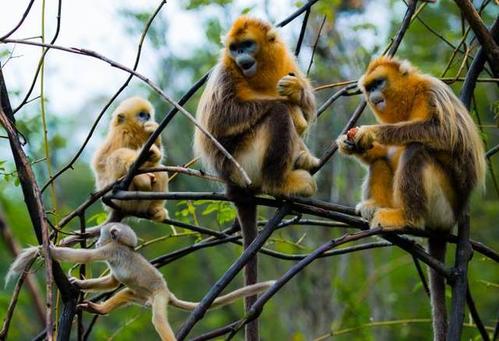 Golden Monkeys，Dalian Forest Zoo