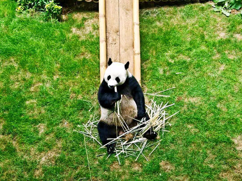 Panda Eating Bamboo，Dalian Forest Zoo