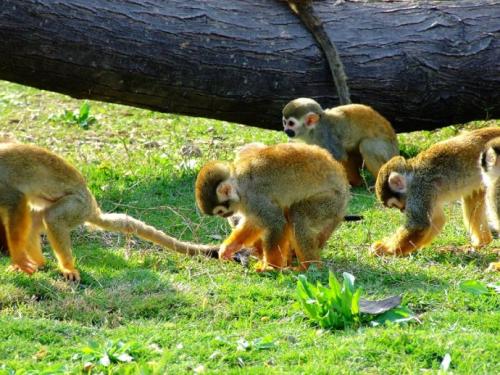 Monkey Garden，Xi’an Qinling Wildlife Park