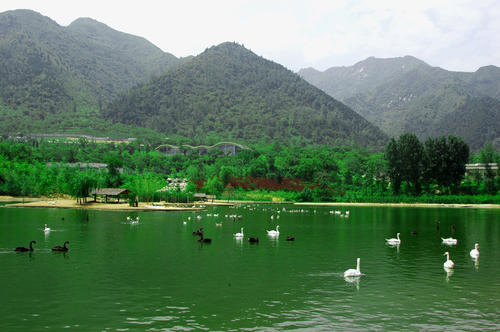 Waterfowl Pond，Xi’an Qinling Wildlife Park