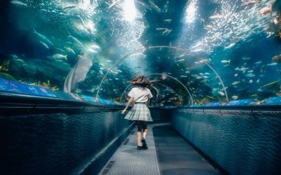 The Beautiful Scenery，Shanghai Ocean Aquarium