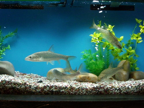 Fish In China Zone,Shanghai Ocean Aquarium
