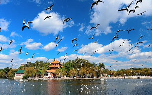 Seagulls in Haigeng Park，Haigeng Park