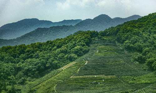 Longjing Tea Plantation